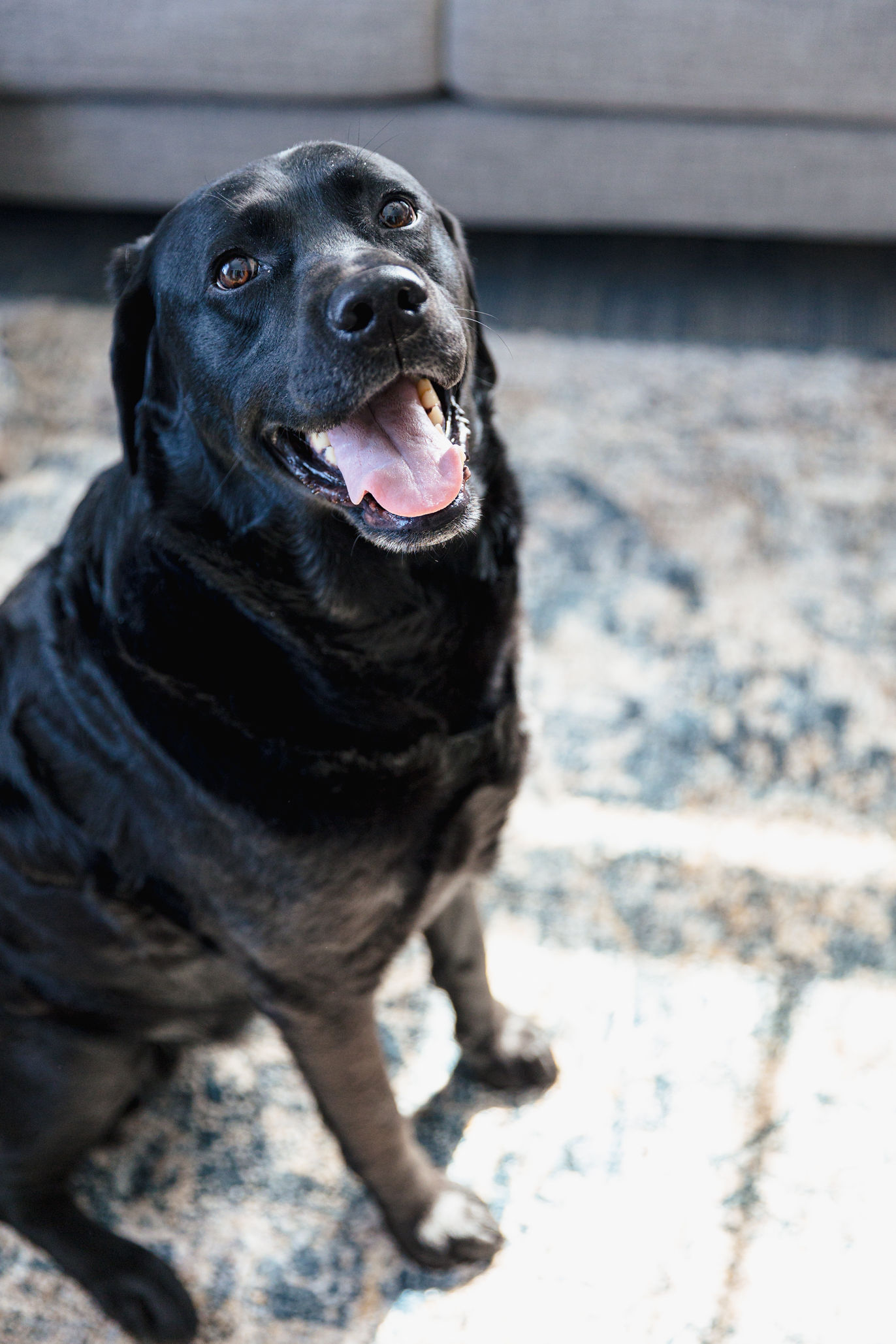 A happy black Labrador retriever sits on a patterned rug indoors in York, looking up with its mouth open and tongue out, in front of a grey couch.